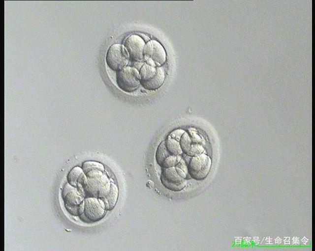 男性生育能力