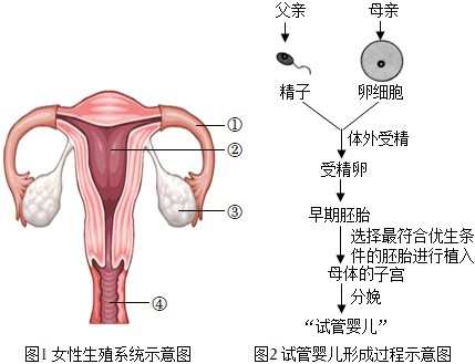 白山助孕中心