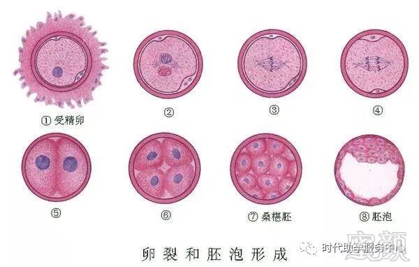 精子购买