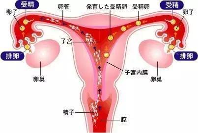 男性生殖器